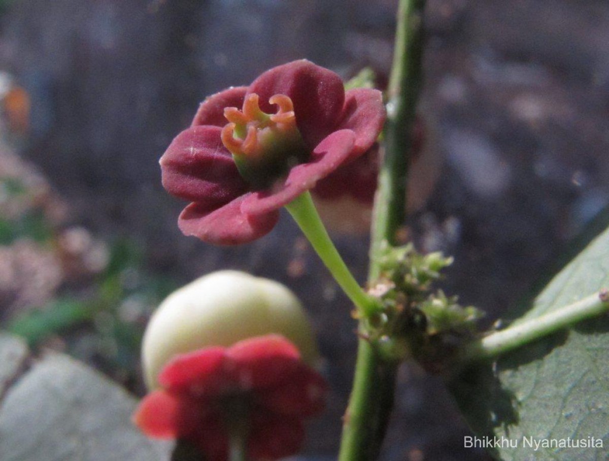 Breynia androgyna (L.) Chakrab. & N.P.Balakr.